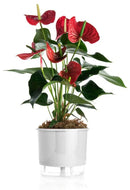 Vaso Autoirrigável Branco 16 cm